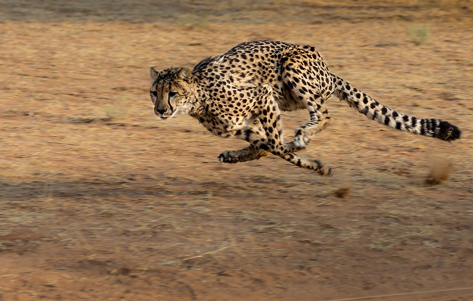 Cheetah - Pixabay.jpg