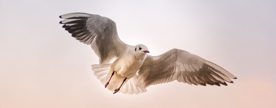 seagull-3465550_960_720