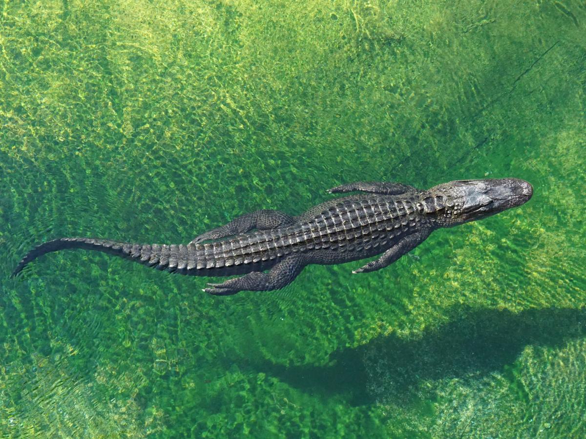 1.02: Alligator River (English Lesson)