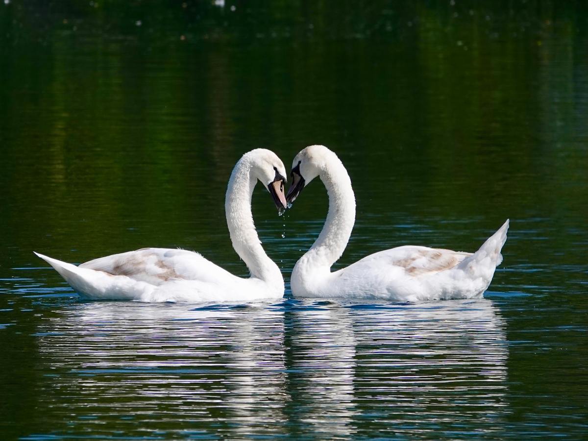 1.12 – The Swan as a Metaphor for Love: Short Story – Connecting (English Lesson)